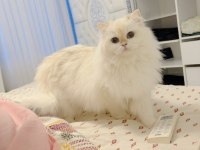 Golden point british longhair