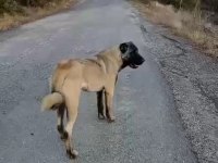 Panter soyu kangal dişi