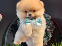 A kalite Pomeranian yavrular