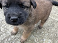 Köpek ve kedi vardır açıklamayı okuyunuz