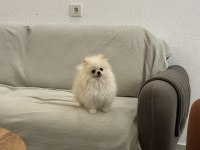 Dişi Pomeranian Ayı Surat 4,5 Aylık 1 Kg