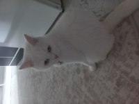 Kayseri için British Shorthair