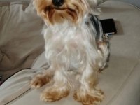 Çok sevecen orijinal terrier yorkshire esenler