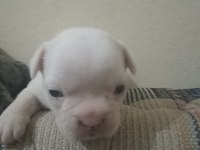 Irk güzeli bulunmayacak muhteşem french bulldog yavrular
