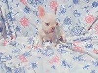 Ankara Exotic french bulldog