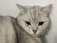 British shorthair dişi kedimiz