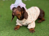 Hayalinizdeki Minik Sosis Dachshund Burada
