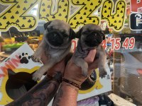 Pug yavrularımız