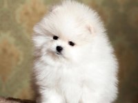 Pomeranian boo teddy bear