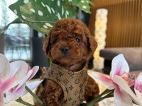 Baby Face Poodle Bebekler