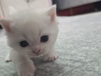 Nur topu gibi yavru kediler