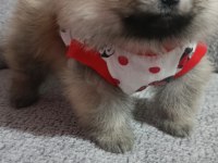 Pomeranian en tatlı yavrucuklar