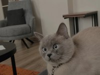British shorthair 2 yaşında kedimiz