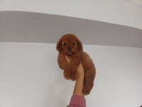 Yumoş poodle bebekler