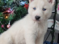 Orijinal husky yavrular