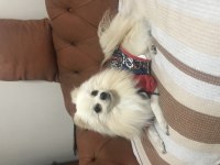 Erkek Pomeranian Boo