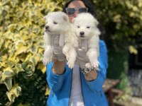 Samoyed yavrularım sağlık ve ırk garantilidir