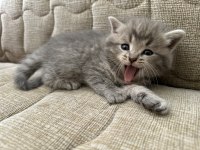 1 Aylık British Shorthair Yavrular