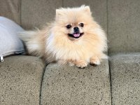 Pomeranian show class 