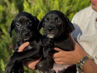 Cane corso bebekler