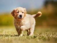Ruhsatlı köpek çifliğinden golden yavrular a scrli