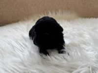 Poodle bebişlerimiz