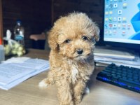 YASAL ÜRETİCİDEN mini boy SAFKAN TOY POODLE YAVRULARI