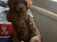 Evde Büyüyen Poodle Bebeklerim