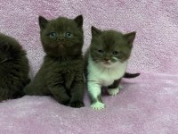 Cinnemon british shorthair bebeklerim A kalite