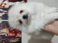 Ayıcık pomeranian yavrularımız teslime hazırdır