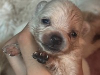 26 Günlük Pomeranian Bebekler Rezerveye Açılmıştır