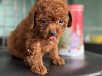 Petmode köpek çiftliğşnden tea cup kore poodle yavrular