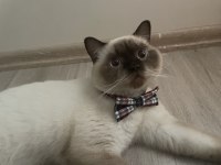 British shorthair blue point erkek kedimiz