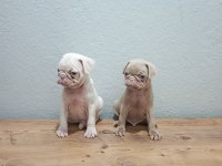 Pink Pug Mobs Bebekler