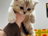 Benzersiz 4 british shorthair yavrumuz