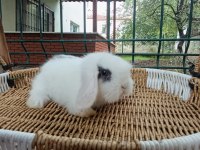 Hollanda teddy lop tavşanlar