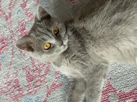 1 yaşında ponçik british shorthair