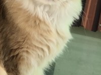 ZÜMRÜT GÖZLÜ DÜNYA GÜZELİ BİR BRITISH LONGHAIR