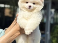 DİŞİ AYICIK POMERANİAN BOO