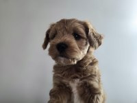 ORJİNAL TEACUP MALTİPOO YAVRULAR