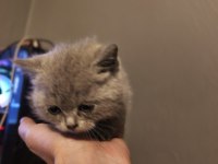 1.5 aylık british shorthair fıstıklar