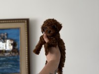 Teacup Kore Poodle Redbrown Yavrum
