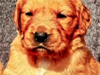 Golden retriever Yavrularımız