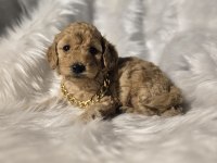 Orjinal teacup Maltipoo yavrular