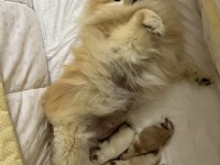 5 Erkek Pomeranian Yavrular
