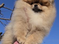 pomeranian boo yavrularımız