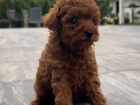 TOY POODLE KÖPEĞİ YAVRULAR