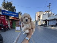 A Kalite Kore Maltipoo Yavrularımız