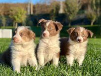 A Kalite Muhteşem Border Collie Yavruları 