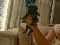 Mükemmel anatomi blue ve blue taşıcı french bulldog evlatlar